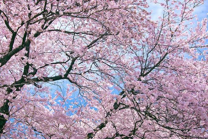 君が好きだと 言えずに四年